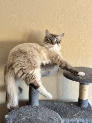 Lost Male Cat last seen Paseo verde & valle verde, Henderson, NV 89012