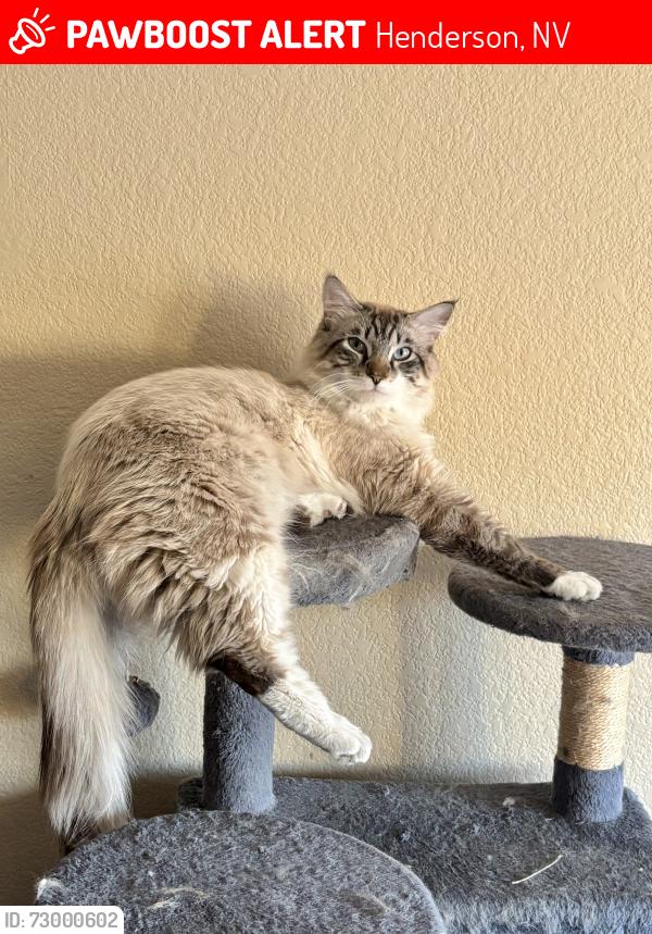 Lost Male Cat last seen Paseo verde & valle verde, Henderson, NV 89012