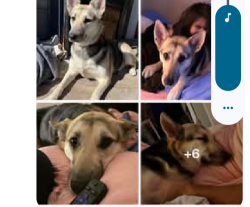 Lost Female Dog last seen S 8th and Poplar St, Abilene, TX 79602