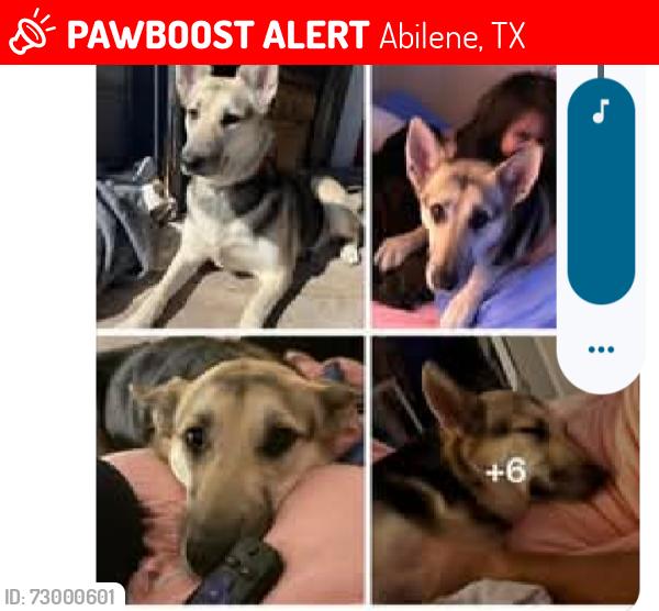Lost Female Dog last seen S 8th and Poplar St, Abilene, TX 79602