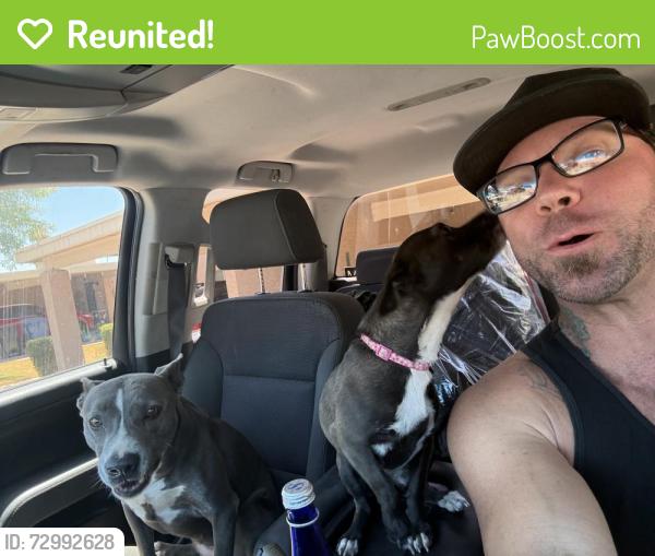 Reunited Female Dog last seen Near e Colgate dr Tempe Az 85283, Tempe, AZ 85283