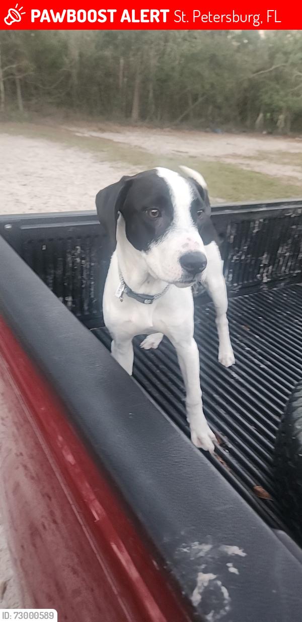 Lost Male Dog last seen Choice Food, St. Petersburg, FL 33711