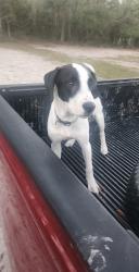 Lost Male Dog last seen Choice Food, St. Petersburg, FL 33711