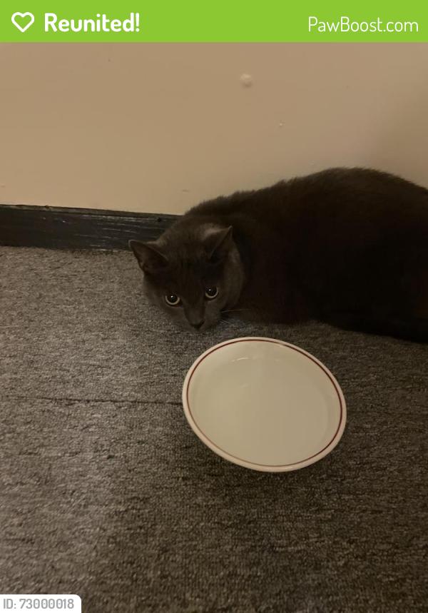 Reunited Unknown Cat last seen Willow Oaks apmt complex, Richmond, VA 23225