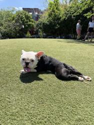 Reunited Female Dog last seen Safe Harbor Marina, Annapolis, MD 21403