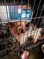 Found/Stray Male Dog last seen Near w McKinley st , Rialto, CA 92376