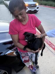 Found/Stray Female Dog last seen The Village Drey, Dallas, TX 75206