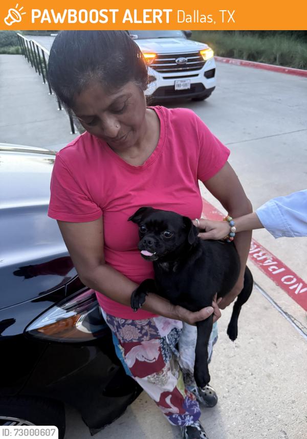 Found/Stray Female Dog last seen The Village Drey, Dallas, TX 75206