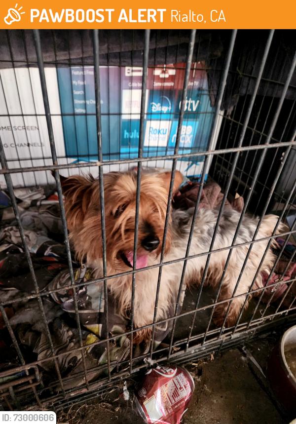 Found/Stray Male Dog last seen Near w McKinley st , Rialto, CA 92376
