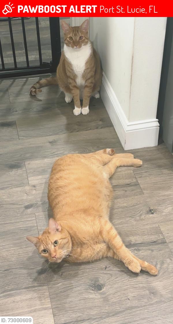 Lost Male Cat last seen Melaleuca and master, Port St. Lucie, FL 34952