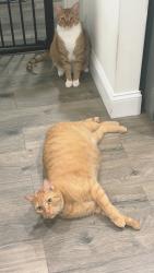 Lost Male Cat last seen Melaleuca and master, Port St. Lucie, FL 34952