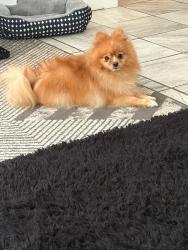 Reunited Male Dog last seen Michoacana , Houston, TX 77084