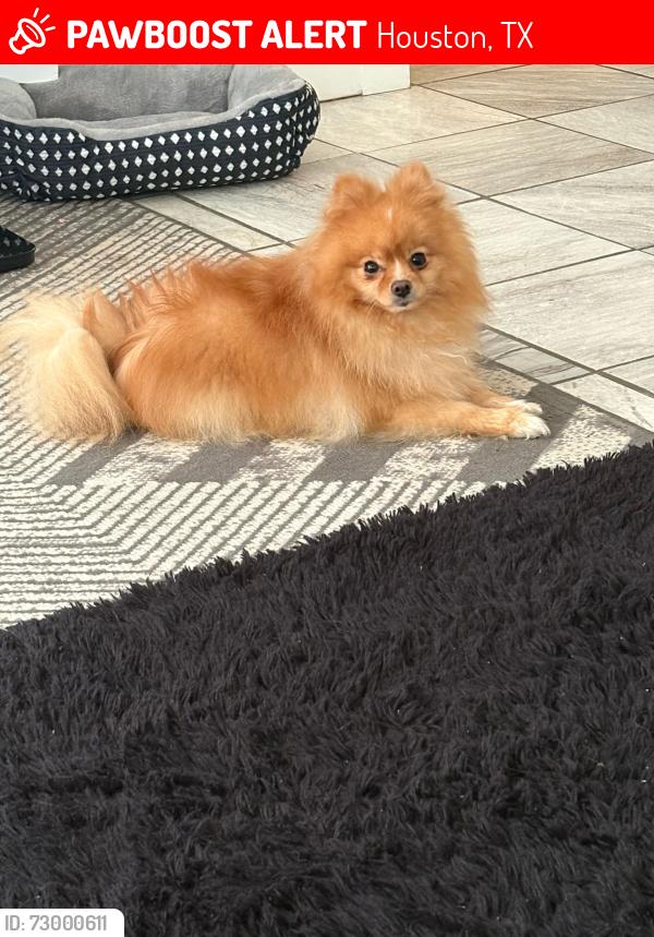 Lost Male Dog last seen Michoacana , Houston, TX 77084