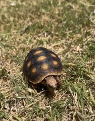 Lost Male Reptile last seen C street, Hayward, CA 94541