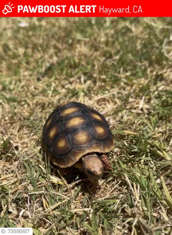 Lost Male Reptile last seen C street, Hayward, CA 94541