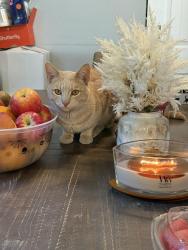 Reunited Male Cat last seen Watsonville and la alameda, Morgan Hill, CA 95037