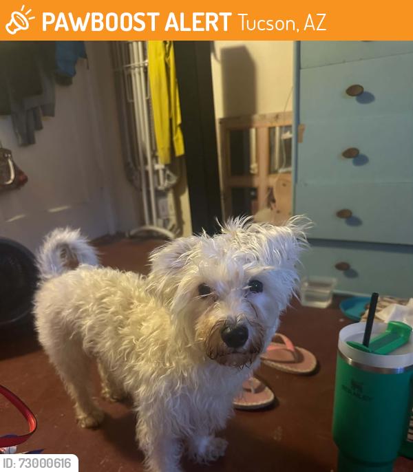 Found/Stray Male Dog last seen Alvernon and speedway, Tucson, AZ 85712