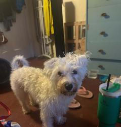 Found/Stray Male Dog last seen Alvernon and speedway, Tucson, AZ 85712