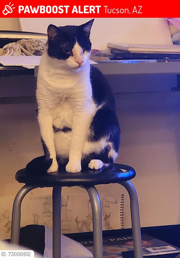 Lost Male Cat last seen Celeste Drive and Sellarole , Tucson, AZ 85730