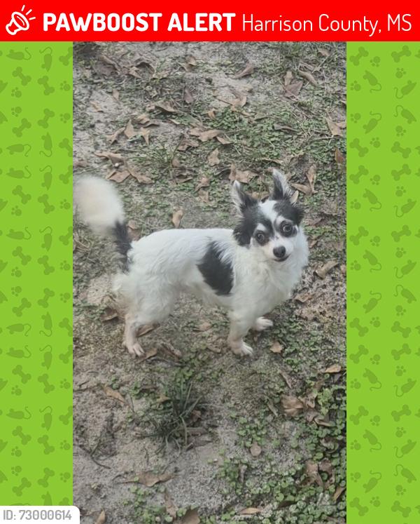 Lost Female Dog last seen Chantelly Lane , Harrison County, MS 39574