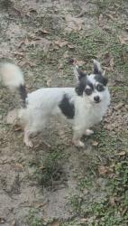 Lost Female Dog last seen Chantelly Lane , Harrison County, MS 39574