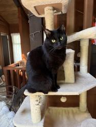 Reunited Female Cat last seen Carbonera, Santa Cruz, CA 95060