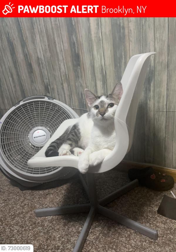 Lost Male Cat last seen Near 57th street , Brooklyn, NY 11220