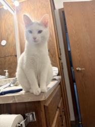 Lost Male Cat last seen Bay motel family restaraunt, Green Bay, WI 54304