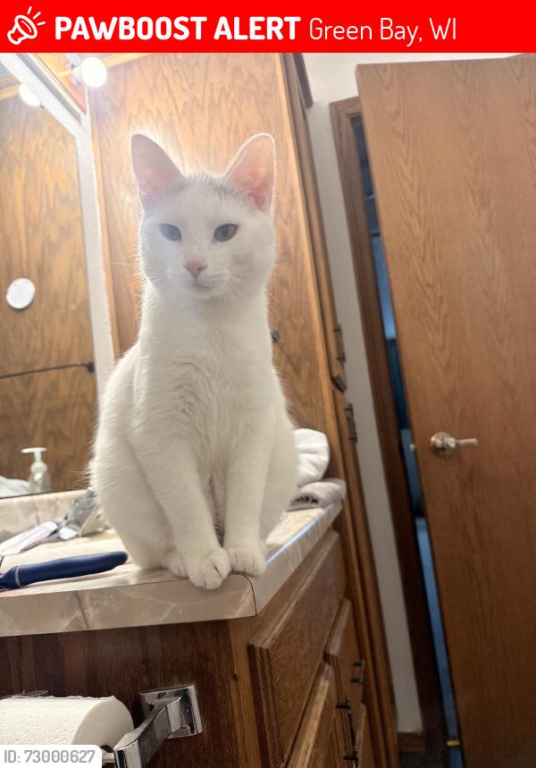 Lost Male Cat last seen Bay motel family restaraunt, Green Bay, WI 54304