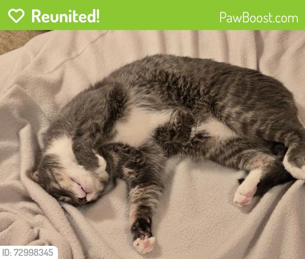 Reunited Male Cat last seen 80th Ave and 99st, Edmonton, AB T6E 0B9