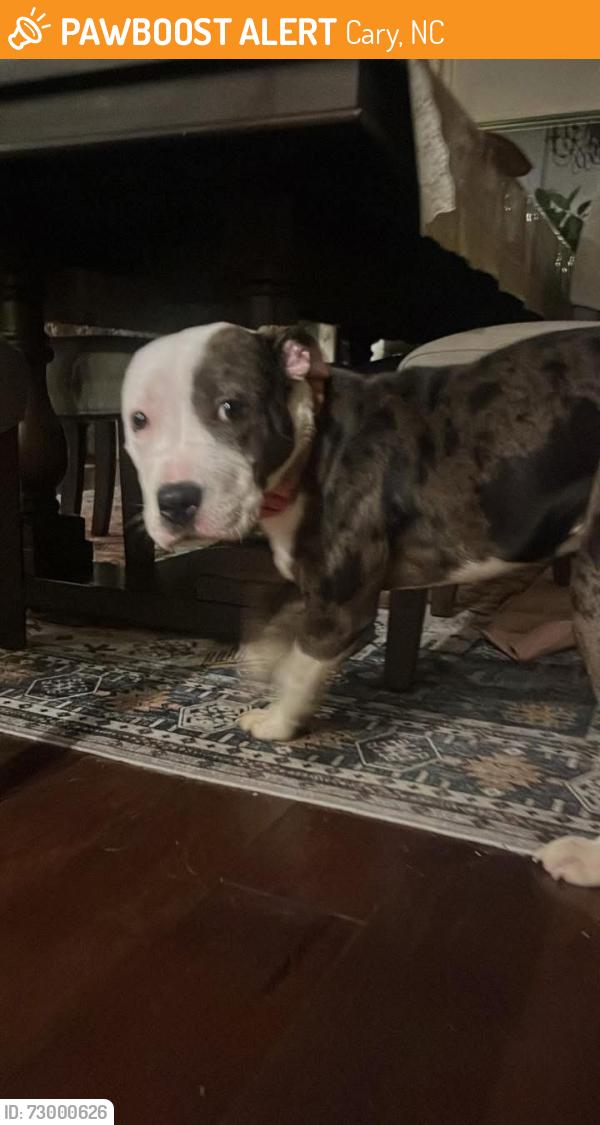 Found/Stray Female Dog last seen Lilly atkins rd Cary NC , Cary, NC 27518