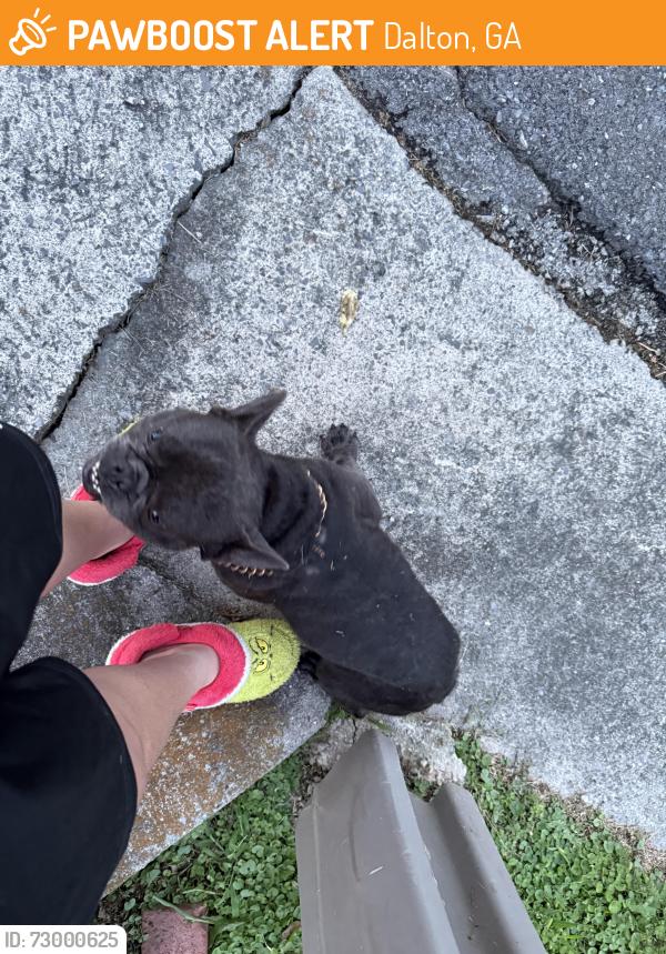 Found/Stray Male Dog last seen Timberland dr three way stop, Dalton, GA 30721
