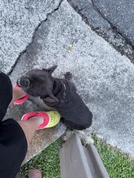 Found/Stray Male Dog last seen Timberland dr three way stop, Dalton, GA 30721