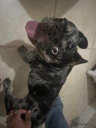 Reunited Female Dog last seen Atlantic ave , Lynwood, CA 90262