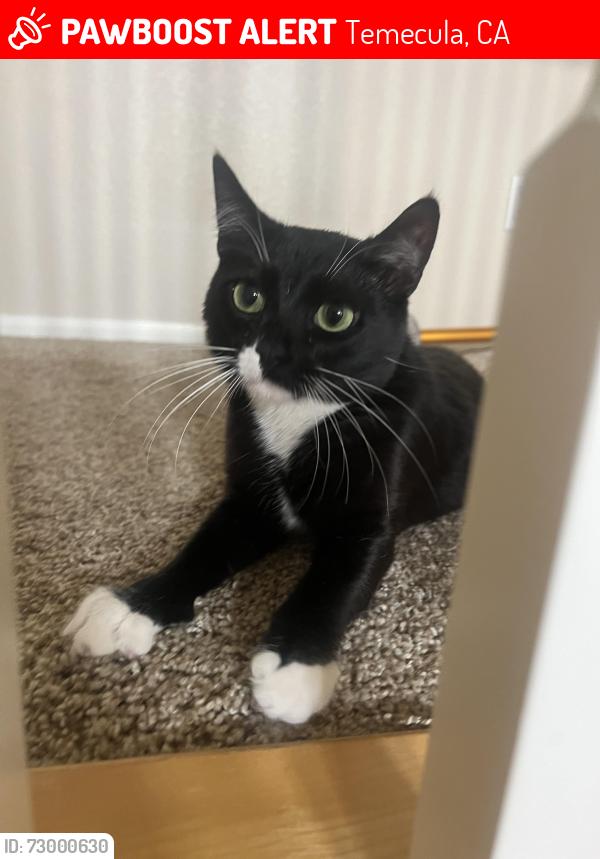 Lost Female Cat last seen Nighthawk Pass, Baltimore Dr, Barrington Dr , Temecula, CA 92592