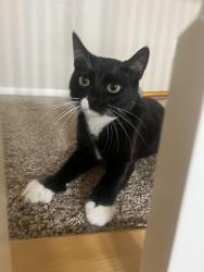 Lost Female Cat last seen Nighthawk Pass, Baltimore Dr, Barrington Dr , Temecula, CA 92592