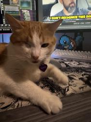 Reunited Female Cat last seen Marks and Shaw , Fresno, CA 93711