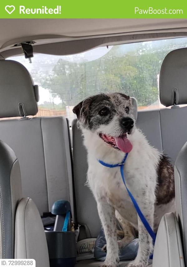 Reunited Male Dog last seen Cypress Rose Hill and holdereith, Harris County, TX 77377