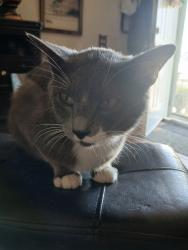 Reunited Male Cat last seen Beau Harp Ct, Houston, TX 77049, USA, Houston, TX 77049