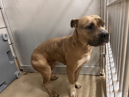 Shelter Stray Male Dog last seen Near CAMP BOWIE BLVD WEST, West District, TX, 355 Hillshire Dr, Haslet, TX 76052, USA