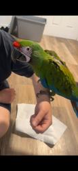 Lost Male Bird last seen University & Chicago, Riverside, CA 92507