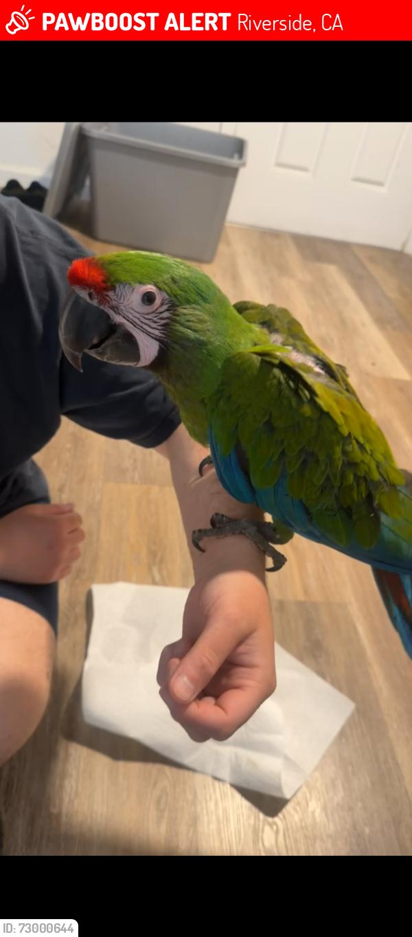 Lost Male Bird last seen University & Chicago, Riverside, CA 92507