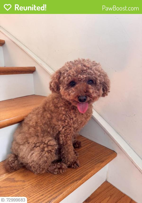 Reunited Female Dog last seen Near w stafford St, Philadelphia, PA 19144