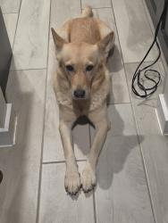 Lost Female Dog last seen san isidro, Laredo, TX 78045
