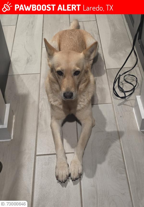 Lost Female Dog last seen san isidro, Laredo, TX 78045