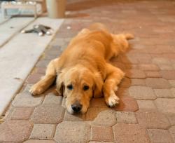 Reunited Male Dog last seen New forest and flamingo, Las Vegas, NV 89147