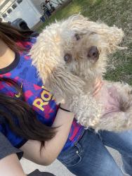 Lost Female Dog last seen Little ranch road, North Richland Hills, TX 76180