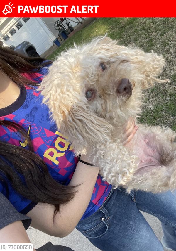 Lost Female Dog last seen Little ranch road, North Richland Hills, TX 76180