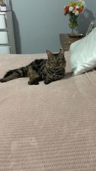 Reunited Female Cat last seen Racetrack Road, Scranton St, Fort Walton Beach, FL 32547