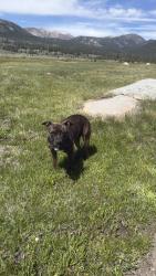 Lost Female Dog last seen Gidding street and riggin ave, Visalia, CA 93291
